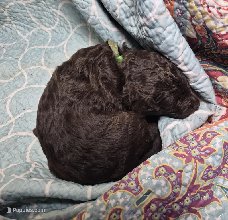 Jade – Labradoodle puppy for sale in Frostproof, FL