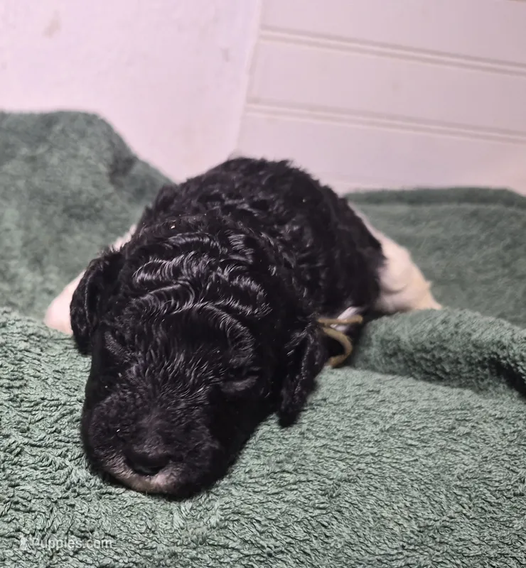 Kalamata – Labradoodle puppy for sale in Frostproof, FL