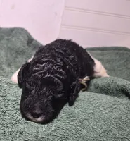 Kalamata *REDUCED*, a female Labradoodle for sale in Frostproof, FL – 4 of 9