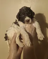 Kohlrabi *REDUCED*, a male Labradoodle for sale in Frostproof, FL – 2 of 8