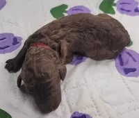 Guava, a male Labradoodle for sale in Frostproof, FL – Photo 5 of 5