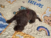 Guava, a male Labradoodle for sale in Frostproof, FL – Photo 2 of 5