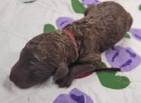 Guava, a male Labradoodle for sale in Frostproof, FL – Photo 4 of 5