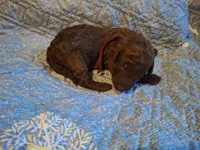 Guava, a male Labradoodle for sale in Frostproof, FL – Photo 3 of 5