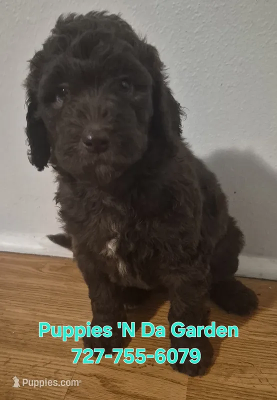 Jade – Labradoodle puppy for sale in Frostproof, FL