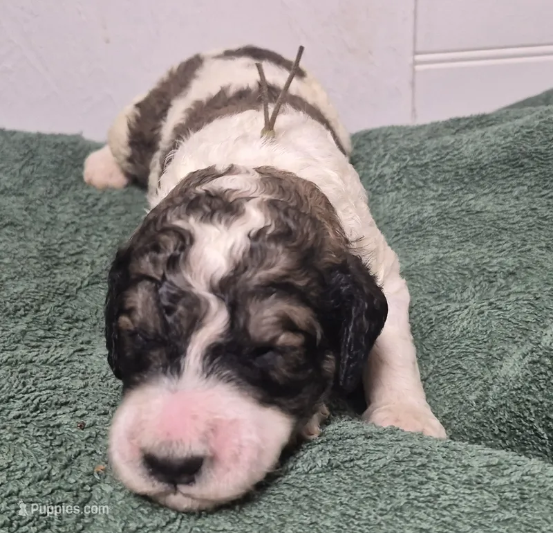 Kangaroo Apple – Labradoodle puppy for sale in Frostproof, FL