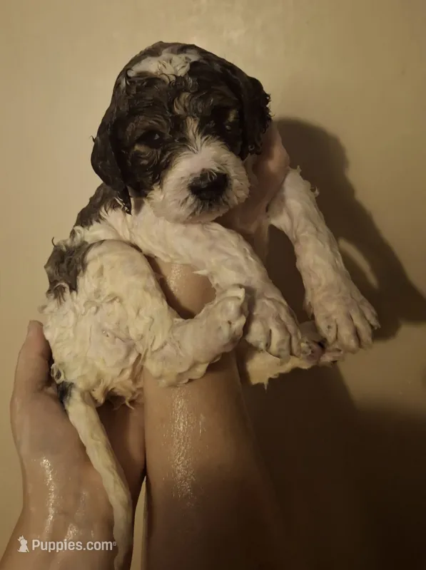 Kangaroo Apple – Labradoodle puppy for sale in Frostproof, FL