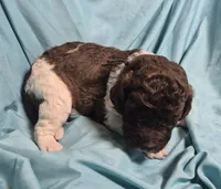 Juniper *REDUCED*, a female Labradoodle for sale in Frostproof, FL – 5 of 7