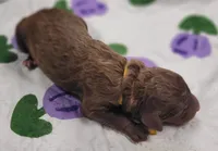 Gooseberry, a male Labradoodle for sale in Frostproof, FL – Photo 5 of 5