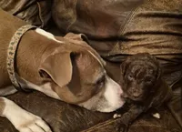 Gooseberry, a male Labradoodle for sale in Frostproof, FL – Photo 1 of 5