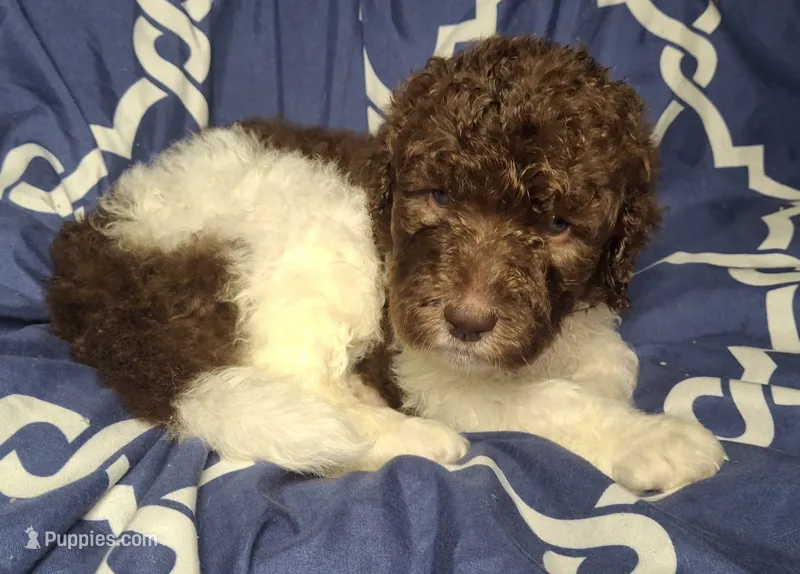 Juniper  – Labradoodle puppy for sale in Frostproof, FL