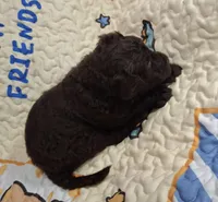 Gherkin, a male Labradoodle for sale in Frostproof, FL – Photo 2 of 6