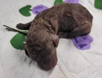 Gherkin, a male Labradoodle for sale in Frostproof, FL – Photo 4 of 6