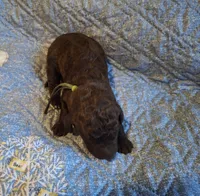 Gherkin, a male Labradoodle for sale in Frostproof, FL – Photo 6 of 6