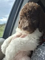 Juniper *ESA potential*, a female Labradoodle for sale in Frostproof, FL – 2 of 10
