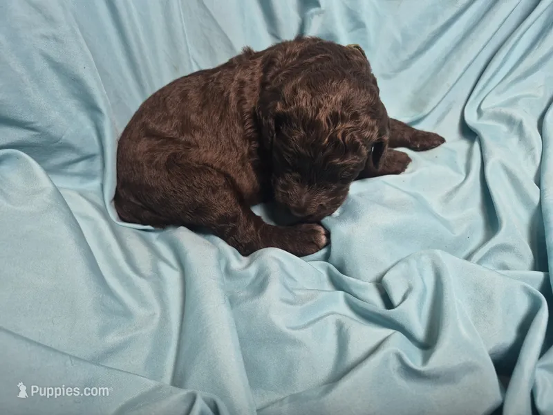 Jade – Labradoodle puppy for sale in Frostproof, FL