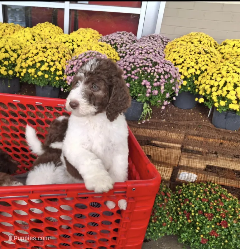 Jewelweed *Reduced* – Labradoodle puppy for sale in Frostproof, FL