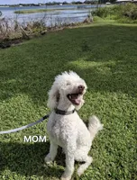 Jujube, a female Labradoodle for sale in Frostproof, FL – 3 of 3