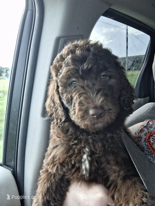 Jade *Reduced* – Labradoodle puppy for sale in Frostproof, FL