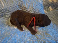 Gemma, a female Labradoodle for sale in Frostproof, FL – Photo 1 of 2