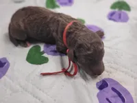 Gemma, a female Labradoodle for sale in Frostproof, FL – Photo 2 of 2