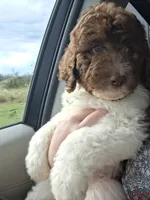 Juniper *ESA potential*, a female Labradoodle for sale in Frostproof, FL – 1 of 10