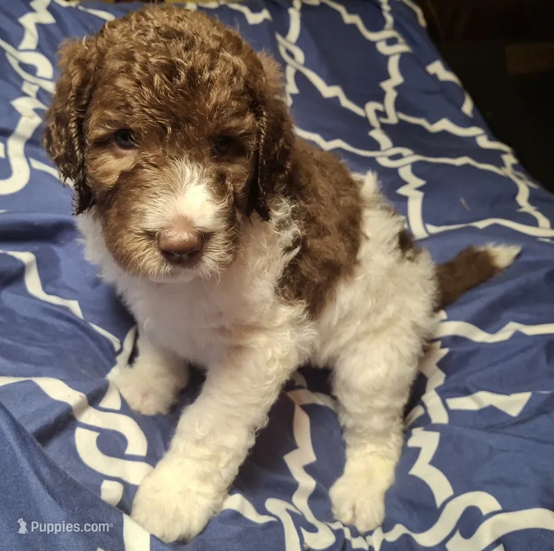 Jonquil (Jo Jo) – Labradoodle puppy for sale in Frostproof, FL