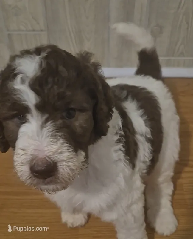 Jewelweed *Reduced* – Labradoodle puppy for sale in Frostproof, FL