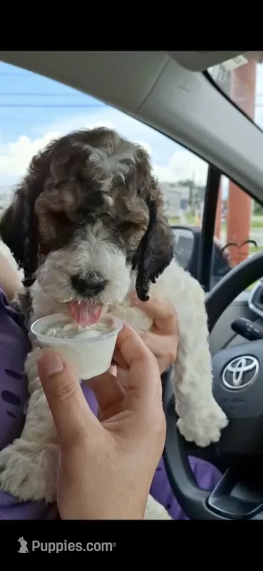 Kangaroo Apple – Labradoodle puppy for sale in Frostproof, FL