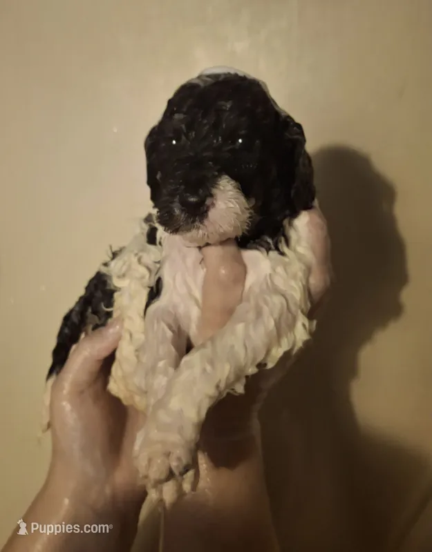 Kaffir Lily – Labradoodle puppy for sale in Frostproof, FL