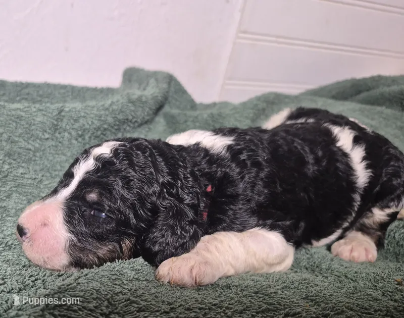 Kimchi – Labradoodle puppy for sale in Frostproof, FL
