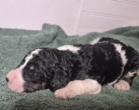 Kimchi, a female Labradoodle for sale in Frostproof, FL – 6 of 10