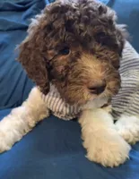 processed/c94f2afe-d787-4c25-bf60-35daacb5fedf/listing/96e8fb76-c73c-4284-89e2-4292b7efd492/d2032d3f-ec07-4279-a982-24ef54fc62eb