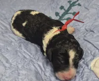 Kimchi, a female Labradoodle for sale in Frostproof, FL – 1 of 4