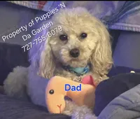 Mini Goldendoodle litter , a  Miniature Goldendoodle for sale in Frostproof, FL – 2 of 2