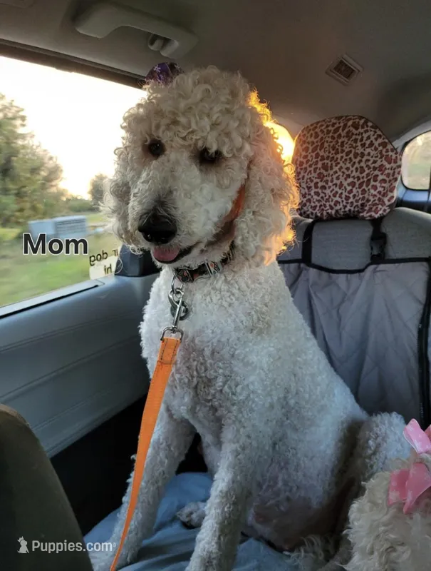 Standard Labradoodle, a  Labradoodle for sale in Frostproof, FL – Photo 1 of 2