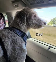 Standard Labradoodle, a  Labradoodle for sale in Frostproof, FL – Photo 2 of 2