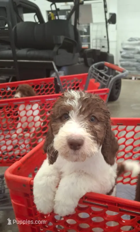 Jewelweed *Reduced* – Labradoodle puppy for sale in Frostproof, FL