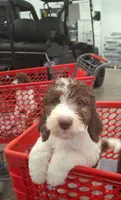Jewelweed *Potty Trained*, a female Labradoodle for sale in Frostproof, FL – 2 of 8