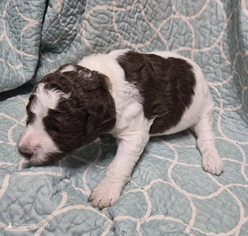 Jujube – Labradoodle puppy for sale in Frostproof, FL