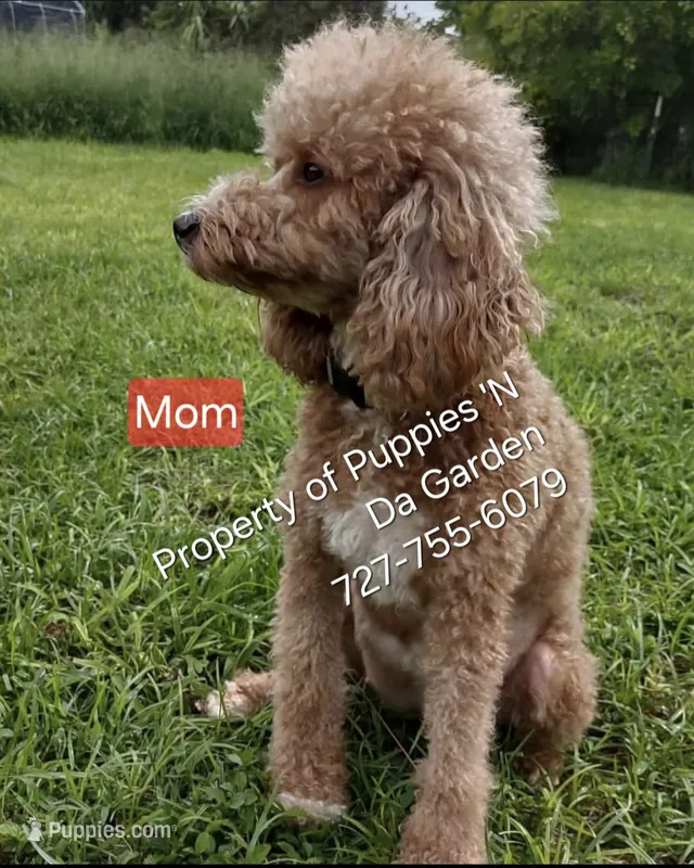 Mini Goldendoodle litter  – Miniature Goldendoodle puppy for sale in Frostproof, FL