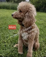 Mini Goldendoodle litter , a  Miniature Goldendoodle for sale in Frostproof, FL – 1 of 2