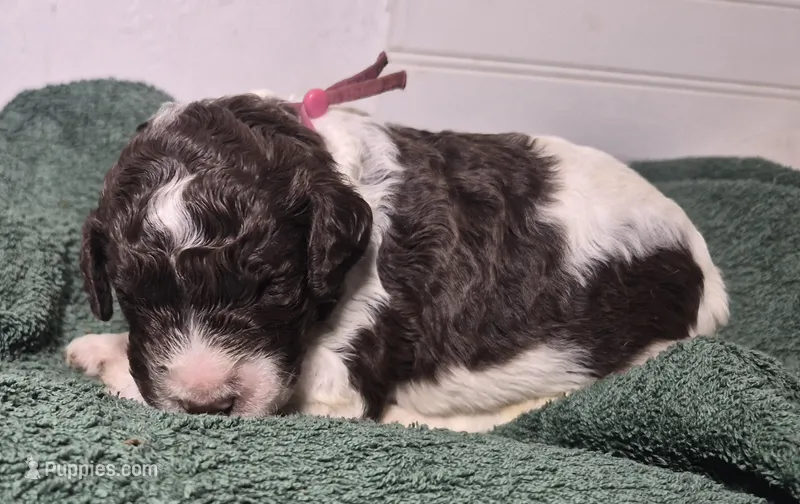 Kohlrabi  – Labradoodle puppy for sale in Frostproof, FL