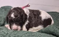 Kohlrabi *REDUCED*, a male Labradoodle for sale in Frostproof, FL – 3 of 8