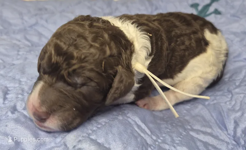 Kudzu – Labradoodle puppy for sale in Frostproof, FL