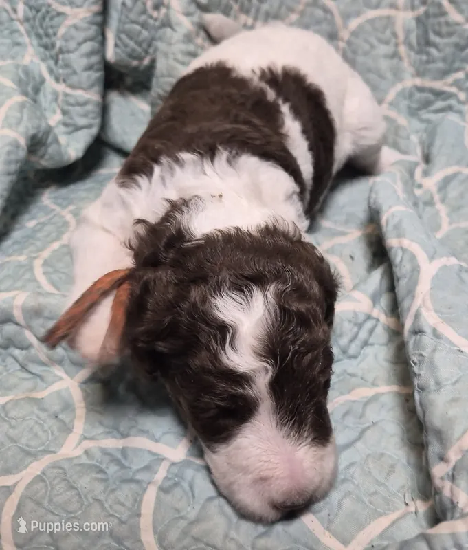 Jewelweed  – Labradoodle puppy for sale in Frostproof, FL