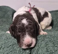 Kohlrabi *REDUCED*, a male Labradoodle for sale in Frostproof, FL – 4 of 8