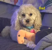 Fig, a male Poodle - Miniature  for sale in Frostproof, FL – Photo 4 of 4