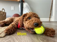 Fig, a male Poodle - Miniature  for sale in Frostproof, FL – Photo 3 of 4