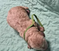 Fig, a male Poodle - Miniature  for sale in Frostproof, FL – Photo 1 of 4